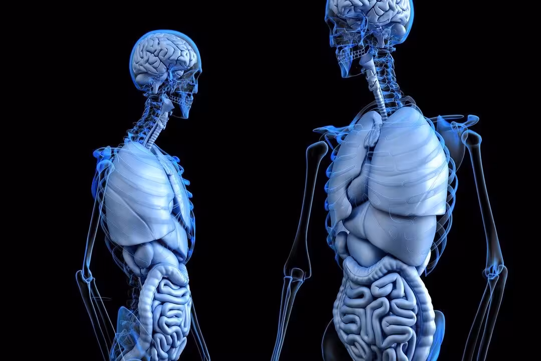 Cerebro-Intestino