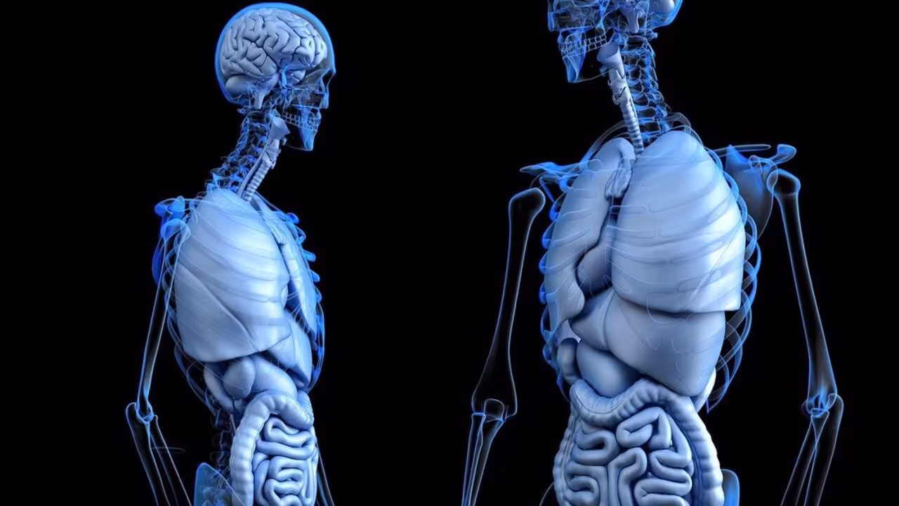 Cerebro-Intestino